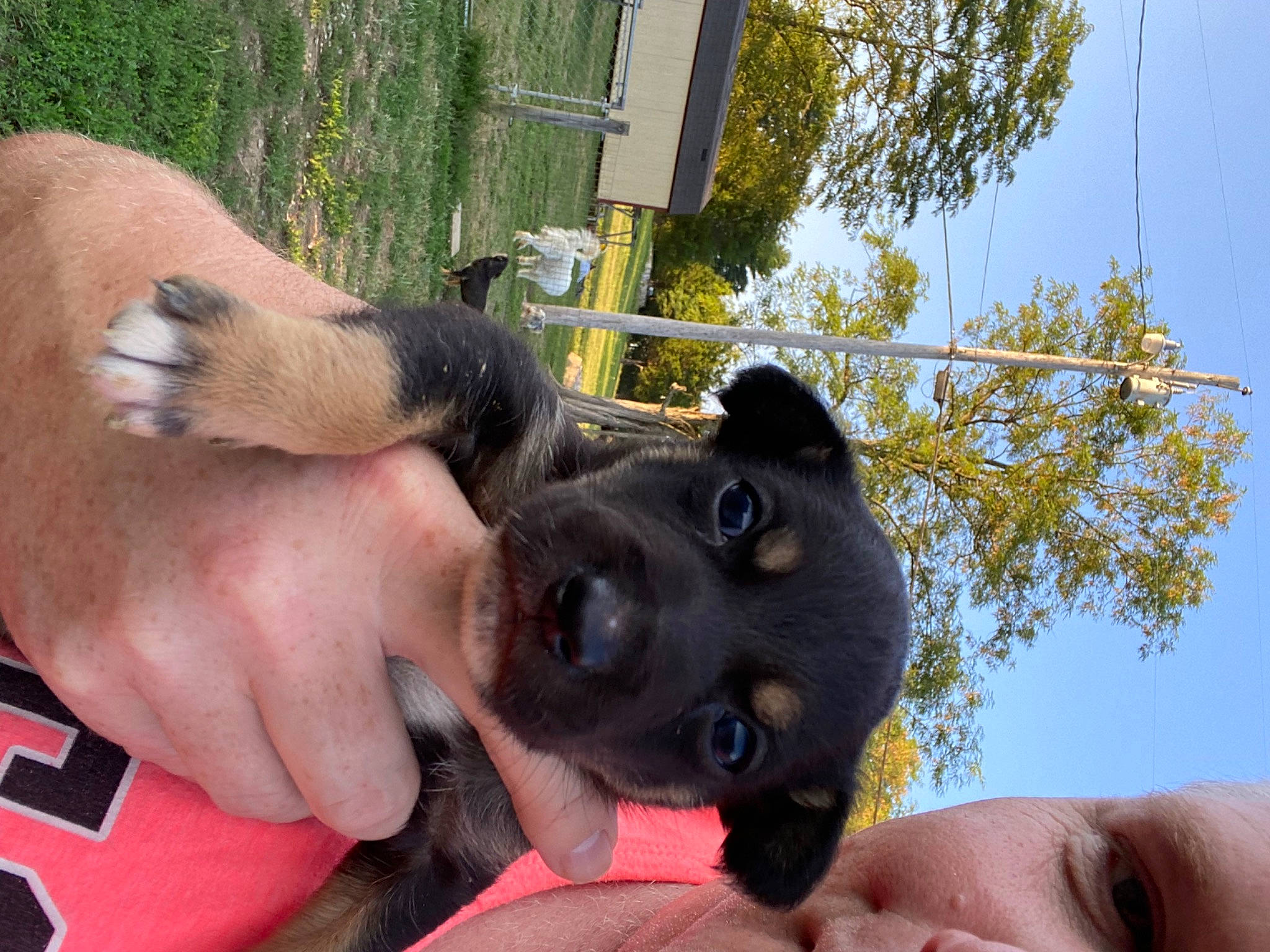 Pup joined the competition — help win amazing prizes! carnivore, companion_dog, dog, dog_breed, fawn, finger, fur, gesture, hand, happy, nail, paw, plant, sky, snout, sporting_group, thumb, tree, working_animal, wrist