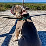animal, clouds, collar, concrete, cute, daylight, dog, fence, french_bulldog, greenery, leash, nature, outdoor, pet, playful, portrait, shadow, sitting, sky, sunlight