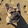 dog, french_bulldog, beach, sand, footprints, pet, animal, outdoor, sunny, cute, small_dog, canine, looking_up, paw_prints, close_up, sitting, daylight, ears_up, nose, shadow
