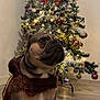 Loki a rejoint le concours — aidez-le/la à gagner de superbes lots ! dog, french_bulldog, christmas_tree, holiday, decorations, lights, indoor, floor, brown_coat, festive, pet, animal, cute, portrait, celebration, ornaments, tree_stand, holiday_spirit, cozy, home