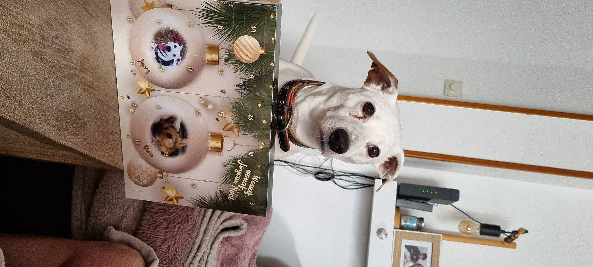 Jipsy a rejoint le concours — aidez-le/la à gagner de superbes lots ! animation, art, audio_equipment, cameras_optics, circle, dalmatian, eyelash, eyewear, fashion_accessory, machine, personal_protective_equipment, room, selfie, stuffed_toy, visual_arts