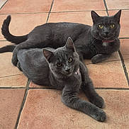 Nénette Sooly participe au concours pour gagner de l'argent avec cette photo : cats, gray_cats, feline, pets, animals, indoor, tile_floor, terracotta, lying_down, stretching, green_eyes, short_hair, collar, whiskers, ears, tail, relaxed, portrait, companions, home