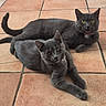 animals, cats, collar, companions, ears, feline, gray_cats, green_eyes, home, indoor, lying_down, pets, portrait, relaxed, short_hair, stretching, tail, terracotta, tile_floor, whiskers
