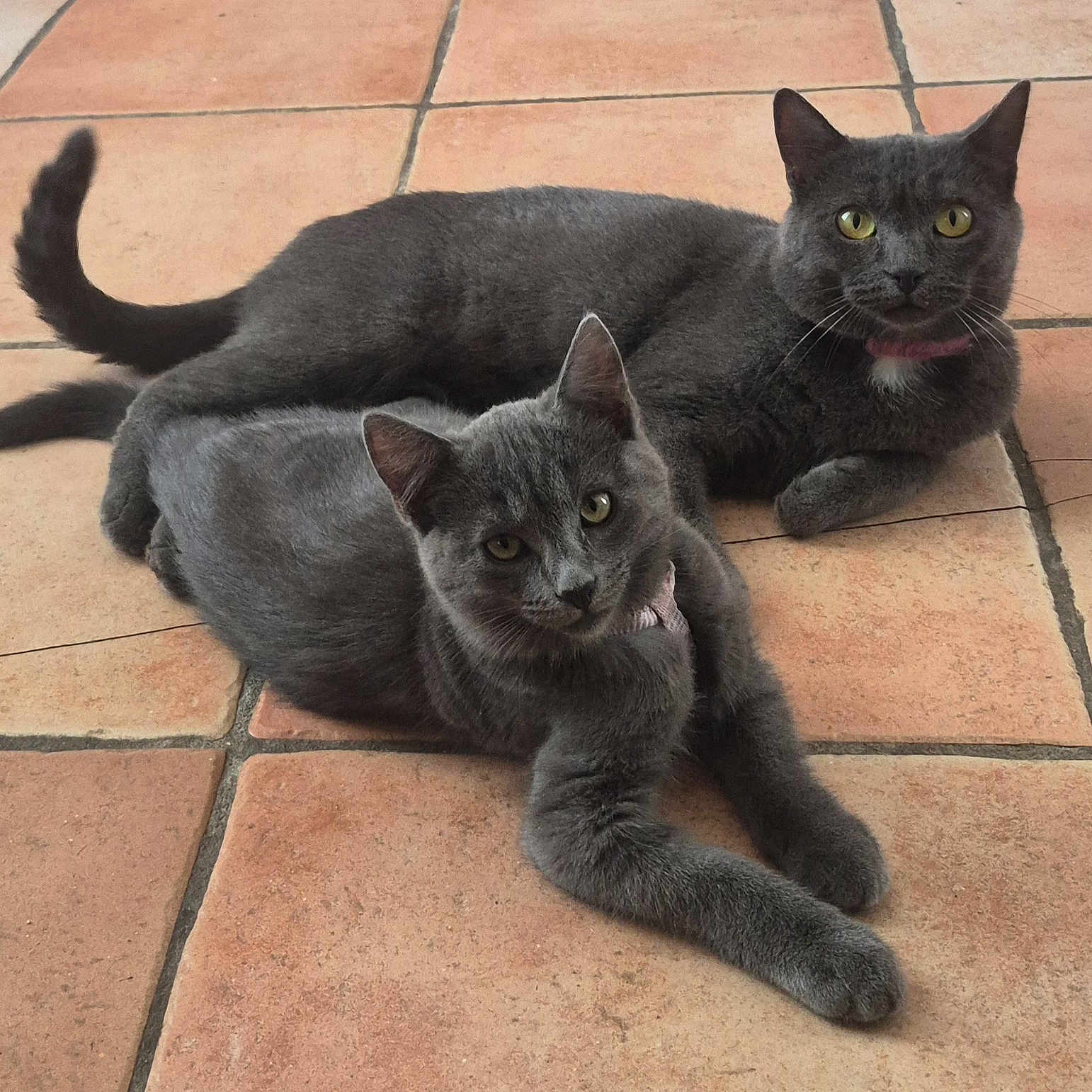 Nénette Sooly participe au concours pour gagner de l'argent avec cette photo : cats, gray_cats, feline, pets, animals, indoor, tile_floor, terracotta, lying_down, stretching, green_eyes, short_hair, collar, whiskers, ears, tail, relaxed, portrait, companions, home