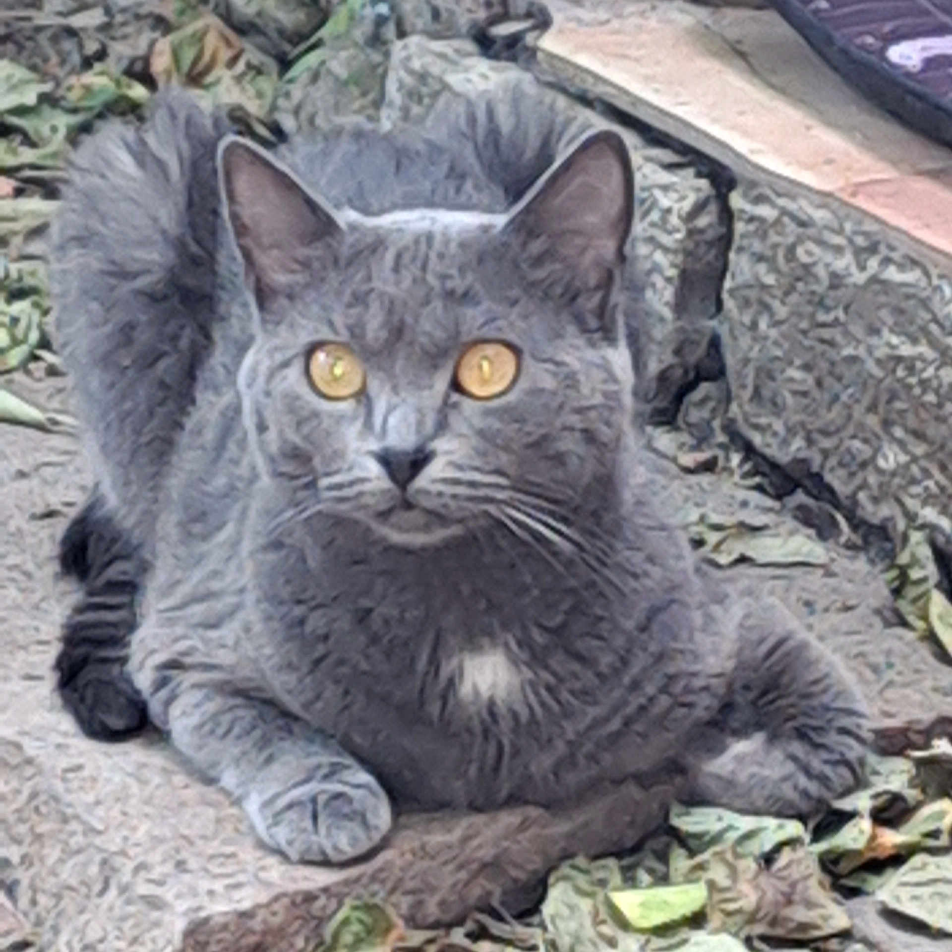 Nénette