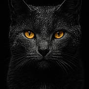 Nénette a rejoint le concours — aidez-le/la à gagner de superbes lots ! cat, black_cat, animal, portrait, close_up, water_droplets, golden_eyes, whiskers, fur, face, ears, dark_background, mysterious, majestic, pet, feline, no_human, no_text_overlay, no_violence, indoor
