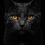 animal, black_cat, cat, close_up, dark_background, ears, face, feline, fur, golden_eyes, indoor, majestic, mysterious, no_human, no_text_overlay, no_violence, pet, portrait, water_droplets, whiskers