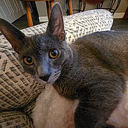 Leo Gregory is registered to the contest to win money with this photo: animal, blanket, cat, close_up, couch, cozy, curious, domestic_cat, ears, furniture, gray_cat, home, indoor, looking_at_camera, mammal, patterned_fabric, pet, resting, soft_texture, yellow_eyes