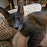 animal, blanket, cat, close_up, couch, cozy, curious, domestic_cat, ears, furniture, gray_cat, home, indoor, looking_at_camera, mammal, patterned_fabric, pet, resting, soft_texture, yellow_eyes