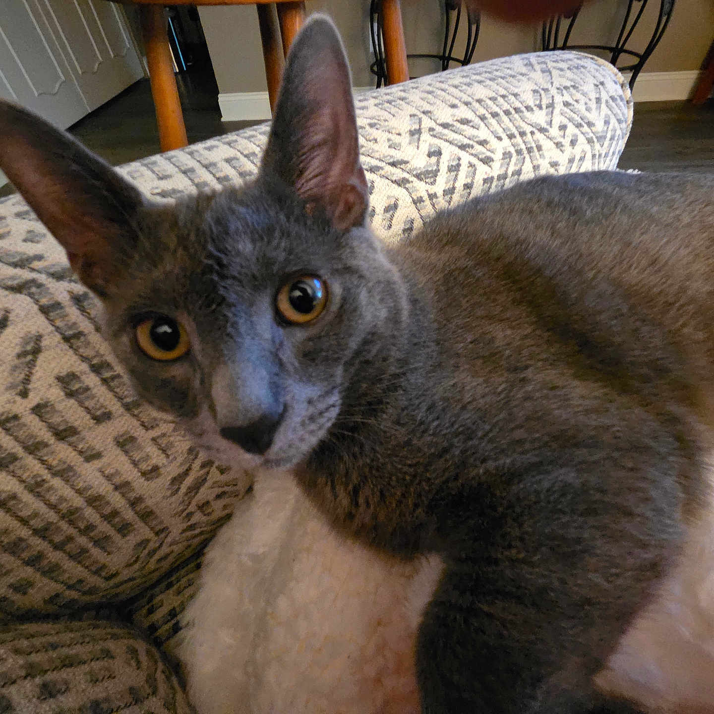 Leo Gregory is registered to the contest to win money with this photo: animal, blanket, cat, close_up, couch, cozy, curious, domestic_cat, ears, furniture, gray_cat, home, indoor, looking_at_camera, mammal, patterned_fabric, pet, resting, soft_texture, yellow_eyes