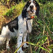 Cooper is registered to the contest to win money with this photo: adventure, alert, animal, black_and_white, collar, curious, dog, ears, forest, grass, greenery, leash, muzzle, nature, outdoor, pet, plants, standing, sunlight, wet_fur