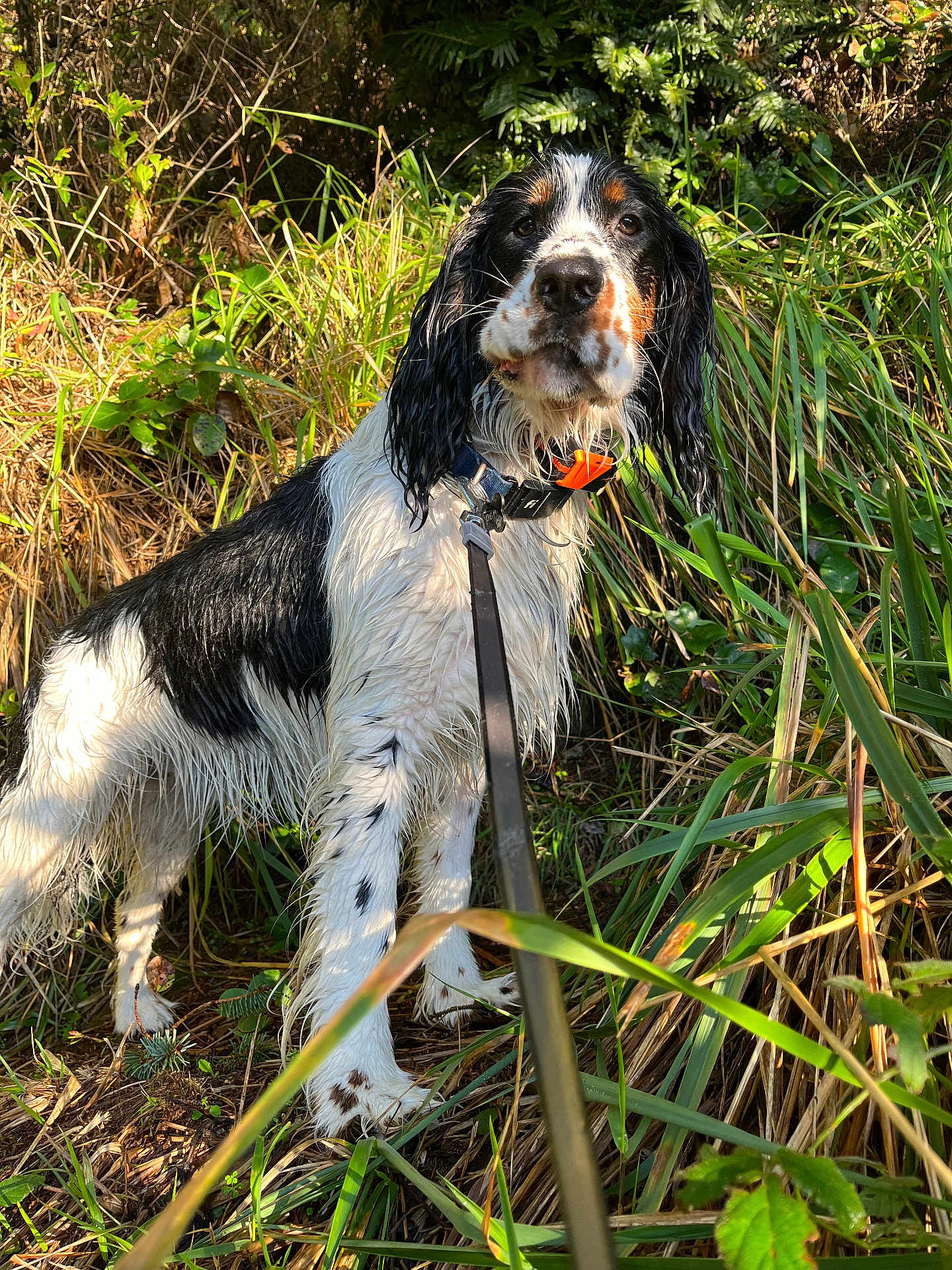 Cooper
