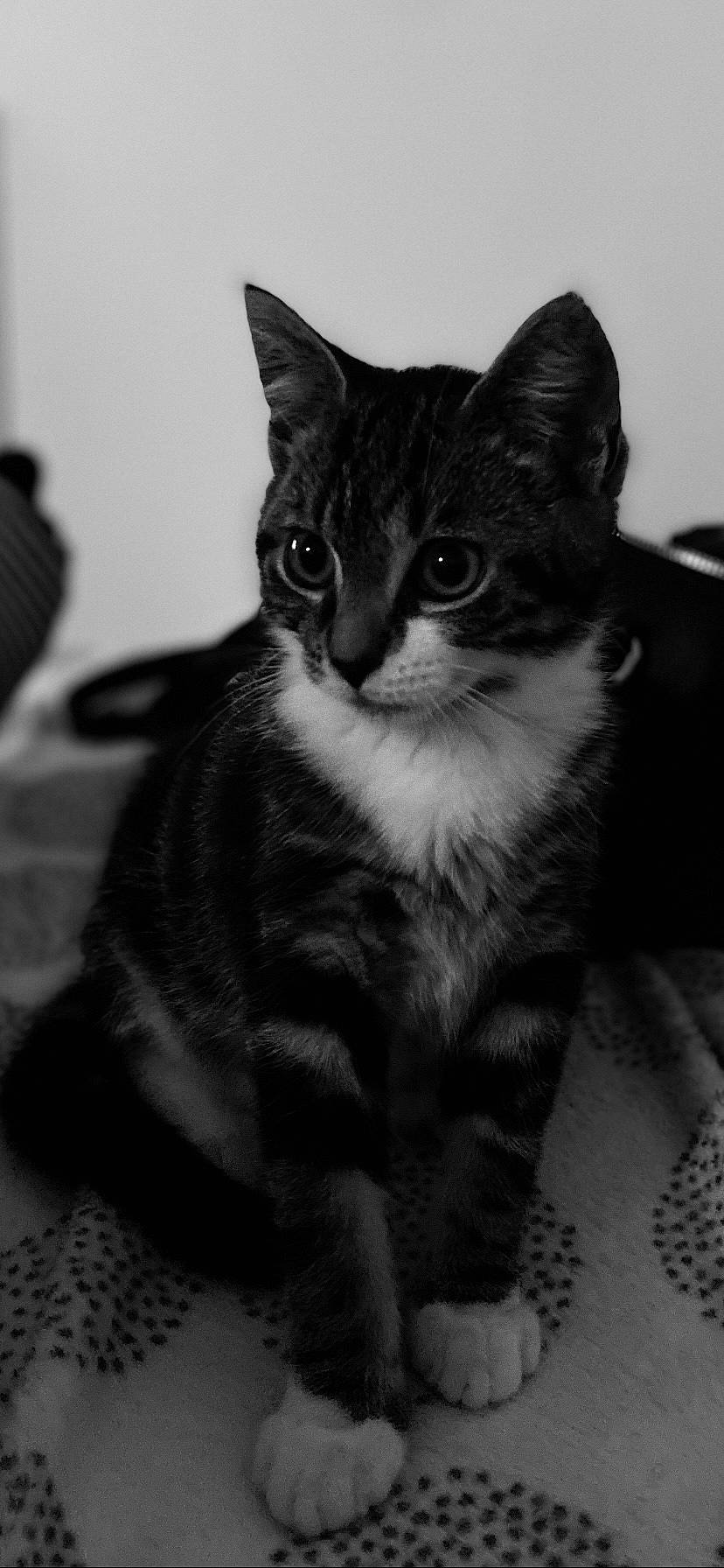 Moka participe au concours pour gagner de l'argent avec cette photo : black_and_white, carnivore, cat, claw, domestic_short_haired_cat, ear, eye, felidae, fur, grey, monochrome, monochrome_photography, paw, sitting, small_to_medium_sized_cats, snout, style, whiskers