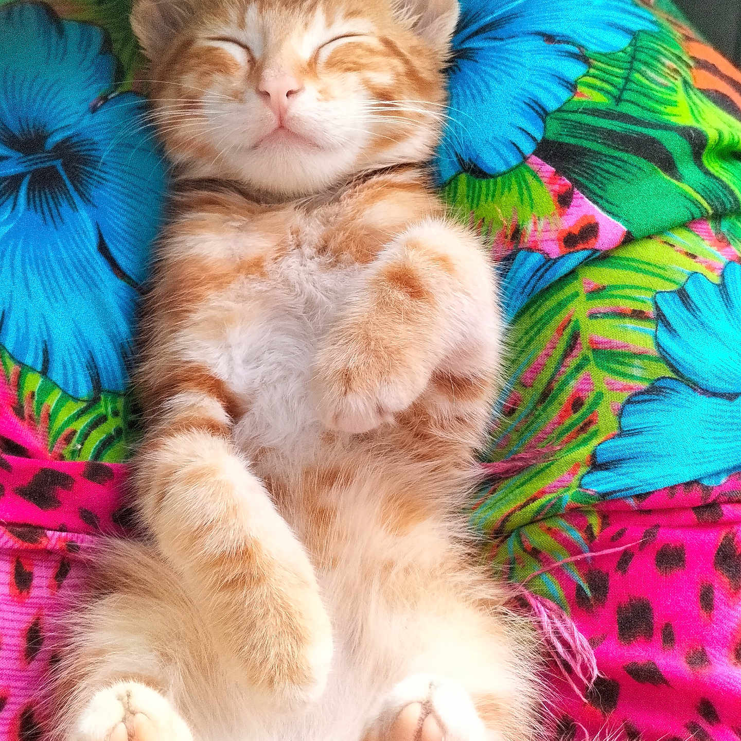Kiwee a rejoint le concours — aidez-le/la à gagner de superbes lots ! abyssinian, angora, animal, bed, blanket, cat, couch, cushion, dye, furniture, homedecor, kitten, linen, manx, pattern, person, pet, quilt, siamese, sleeping