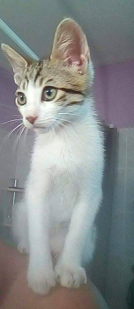 Moustik a rejoint le concours — aidez-le/la à gagner de superbes lots ! carnivore, cat, domestic_short_haired_cat, door, felidae, fur, paw, small_to_medium_sized_cats, snout, tail, whiskers, window