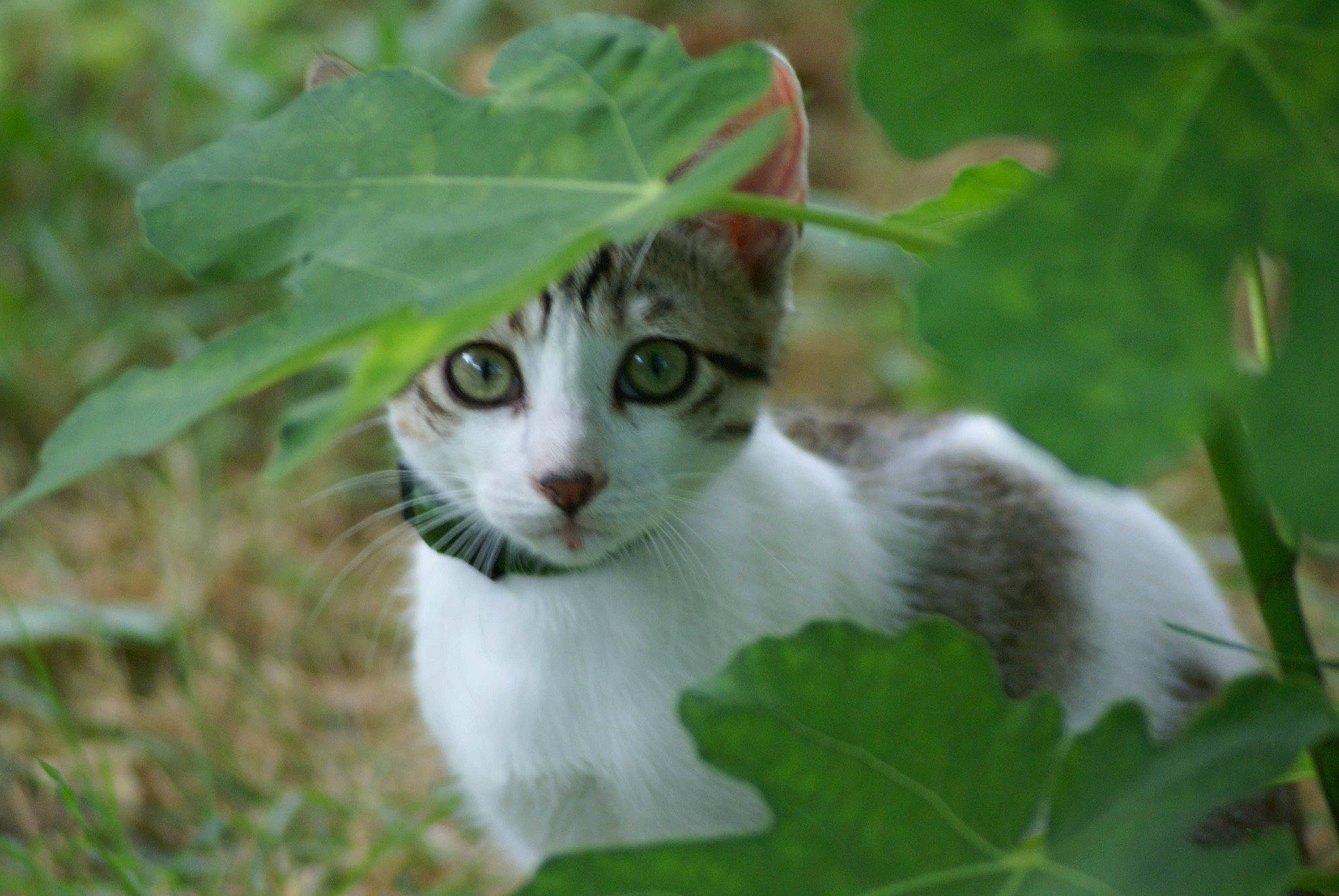 Moustik a rejoint le concours — aidez-le/la à gagner de superbes lots ! carnivore, cat, domestic_short_haired_cat, fawn, felidae, fur, grass, groundcover, herb, leaf, plant, plant_stem, small_to_medium_sized_cats, snout, tail, terrestrial_animal, tree, twig, whiskers, wildlife