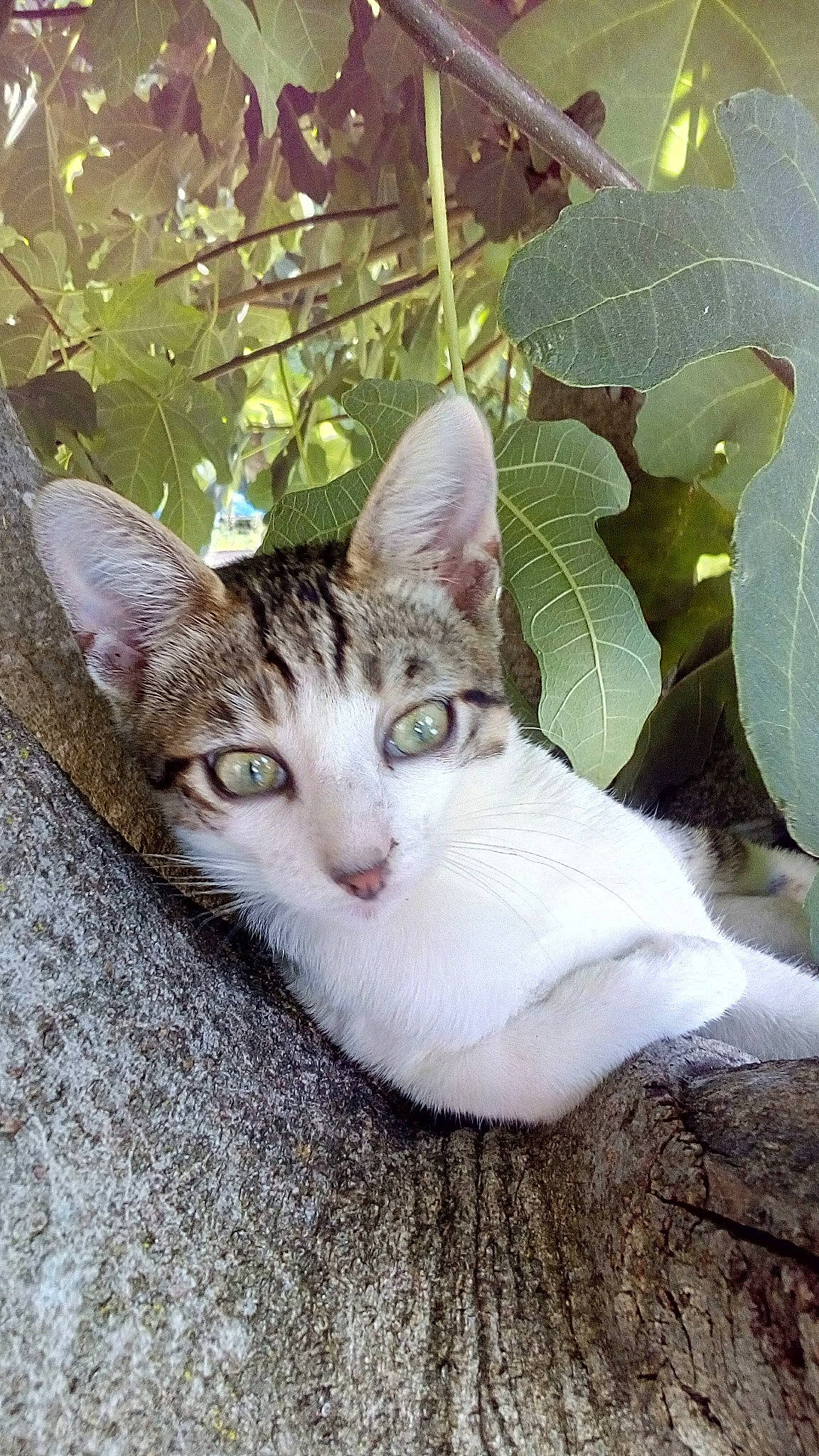 Moustik participe au concours pour gagner de l'argent avec cette photo : carnivore, cat, domestic_short_haired_cat, eye, felidae, fur, grass, head, plant, sitting, small_to_medium_sized_cats, snout, tail, tree, whiskers