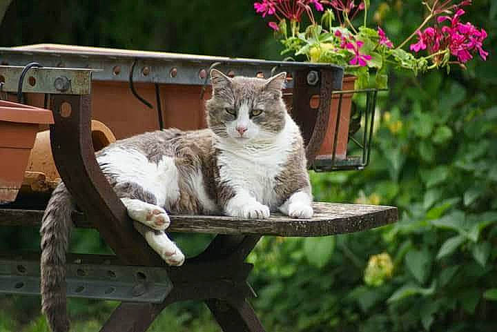 Grisou participe au concours pour gagner de l'argent avec cette photo : botany, carnivore, cat, domestic_short_haired_cat, fawn, felidae, flower, grass, groundcover, leaf, mammal, outdoor_furniture, plant, small_to_medium_sized_cats, snout, tail, tree, vertebrate, whiskers, wood
