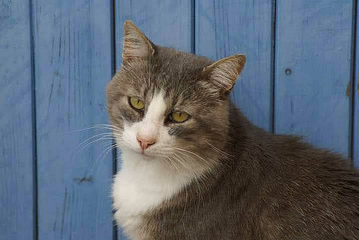 Grisou participe au concours pour gagner de l'argent avec cette photo : carnivore, cat, domestic_short_haired_cat, eye, felidae, fur, head, small_to_medium_sized_cats, snout, terrestrial_animal, tree, whiskers, wildlife, window, wood