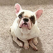 Frank joined the competition — help win amazing prizes! dog, french_bulldog, pet, animal, sitting, carpet, indoors, portrait, closeup, wrinkles, white_fur, brown_patch, blue_eye, heterochromia, large_ears, short_snout, paws, companion_animal, funny_expression, photography