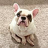 dog, french_bulldog, pet, animal, sitting, carpet, indoors, portrait, closeup, wrinkles, white_fur, brown_patch, blue_eye, heterochromia, large_ears, short_snout, paws, companion_animal, funny_expression, photography