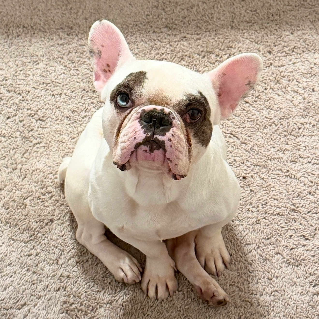 Frank