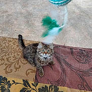 Azura a rejoint le concours — aidez-le/la à gagner de superbes lots ! kitten, cat, tabby, pet, animal, fur, toy, feathers, curious, indoor, rug, patterned_rug, playful, cute, small, whiskers, paws, looking_up, alert, young_cat