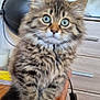 Azura participe au concours pour gagner de l'argent avec cette photo : kitten, cat, tabby, fluffy, animal, pet, feline, cute, curious, sitting, wooden_table, indoor, lamp, plant, drawer, furniture, young, small, whiskers, eyes