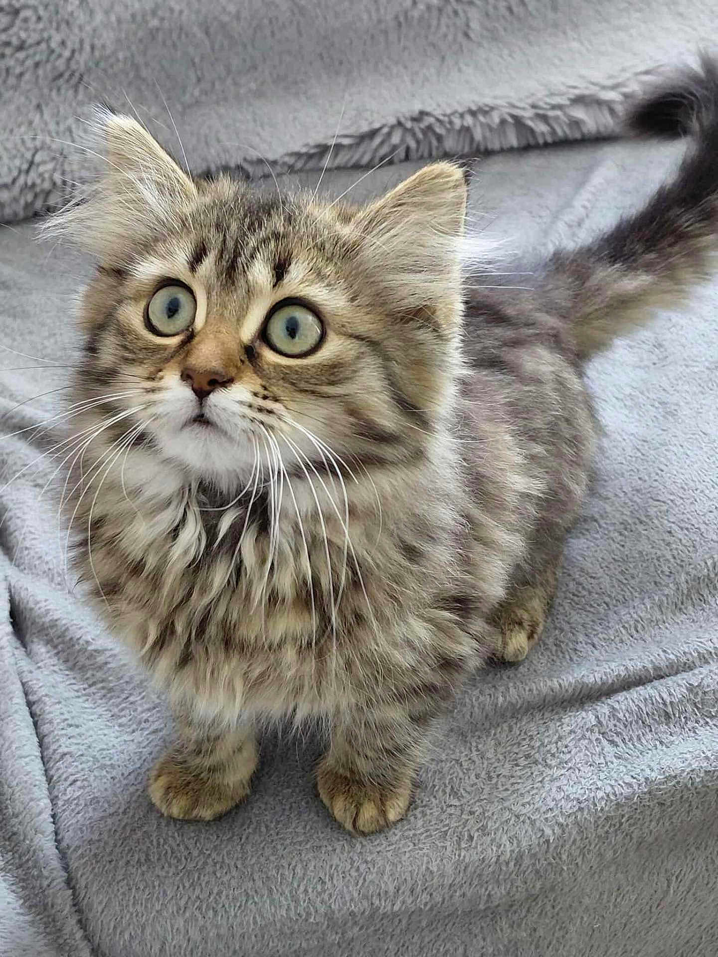 Azura a rejoint le concours — aidez-le/la à gagner de superbes lots ! kitten, cat, tabby, fluffy, wide_eyes, curious, pet, animal, feline, soft, blanket, cute, young, whiskers, tail, indoor, fur, adorable, looking_up, small