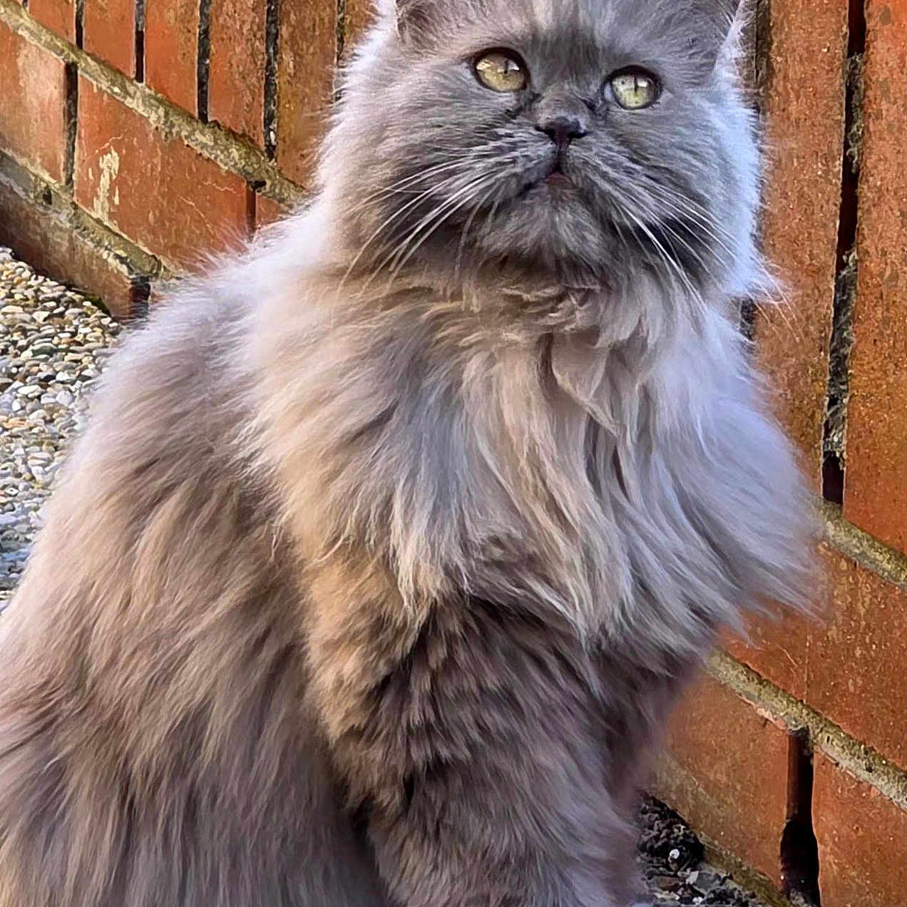 Zoé participe au concours pour gagner de l'argent avec cette photo : alert, animal, brick_wall, cat, closeup, curious, cute, domestic_animal, eyes, feline, fluffy, fur, gray, nature, outdoor, pebble_ground, pet, portrait, sitting, whiskers