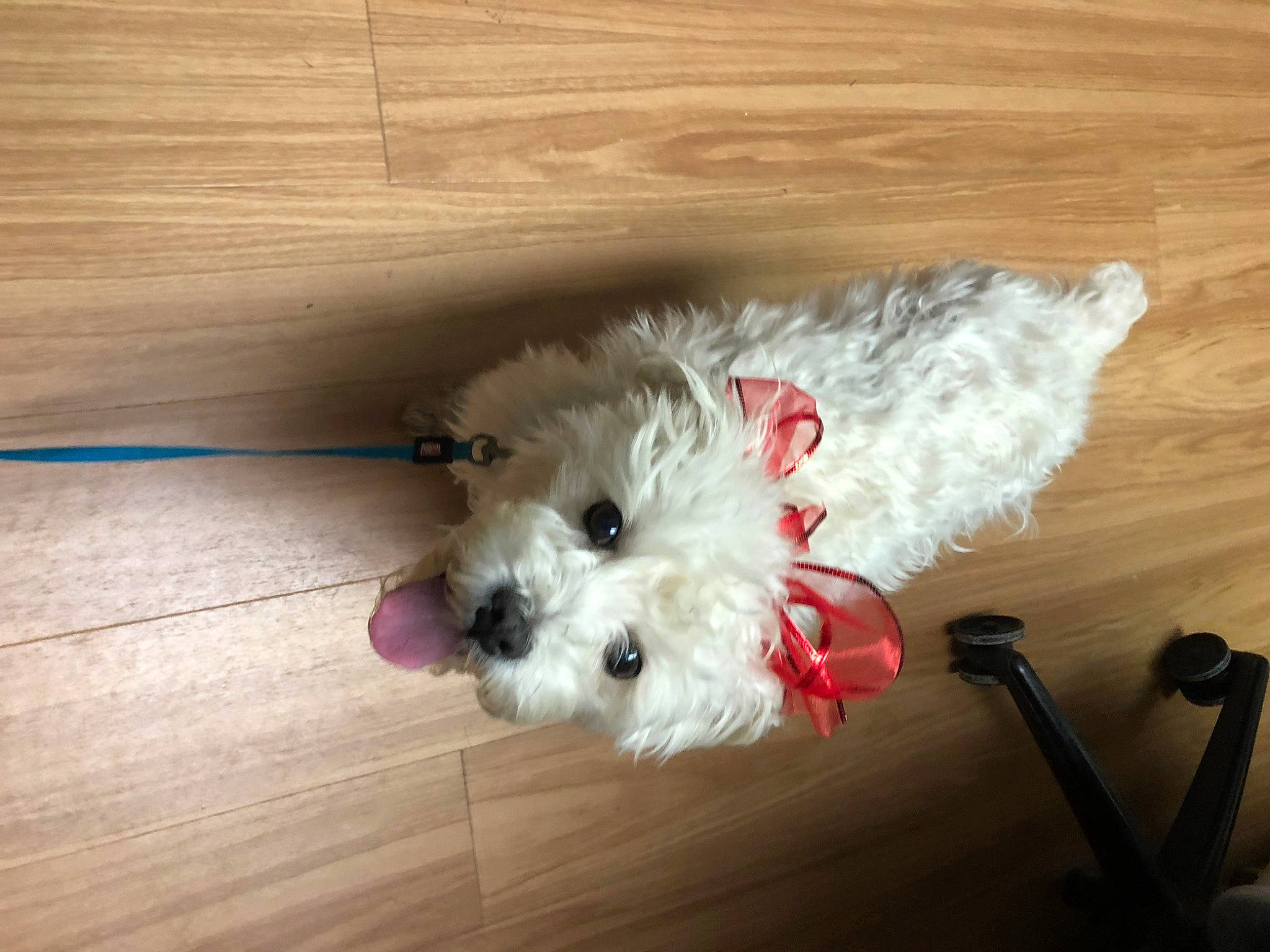 Skippy joined the competition — help win amazing prizes! carnivore, companion_dog, dog, dog_breed, dog_clothes, dog_collar, dog_supply, flooring, fur, hardwood, paw, plank, small_terrier, terrier, toy_dog, varnish, whiskers, wood, wood_stain, working_animal