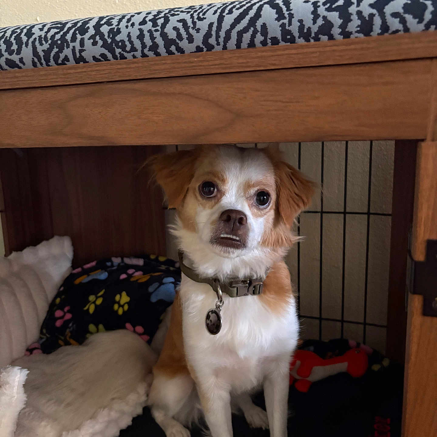 Petey Parker joined the competition — help win amazing prizes! animal, blanket, brown_and_white, cage, collar, cozy, crate, curious, cute, dog, fur, home, indoor, paw_print, pet, resting_place, sitting, small_dog, toy, wooden_furniture