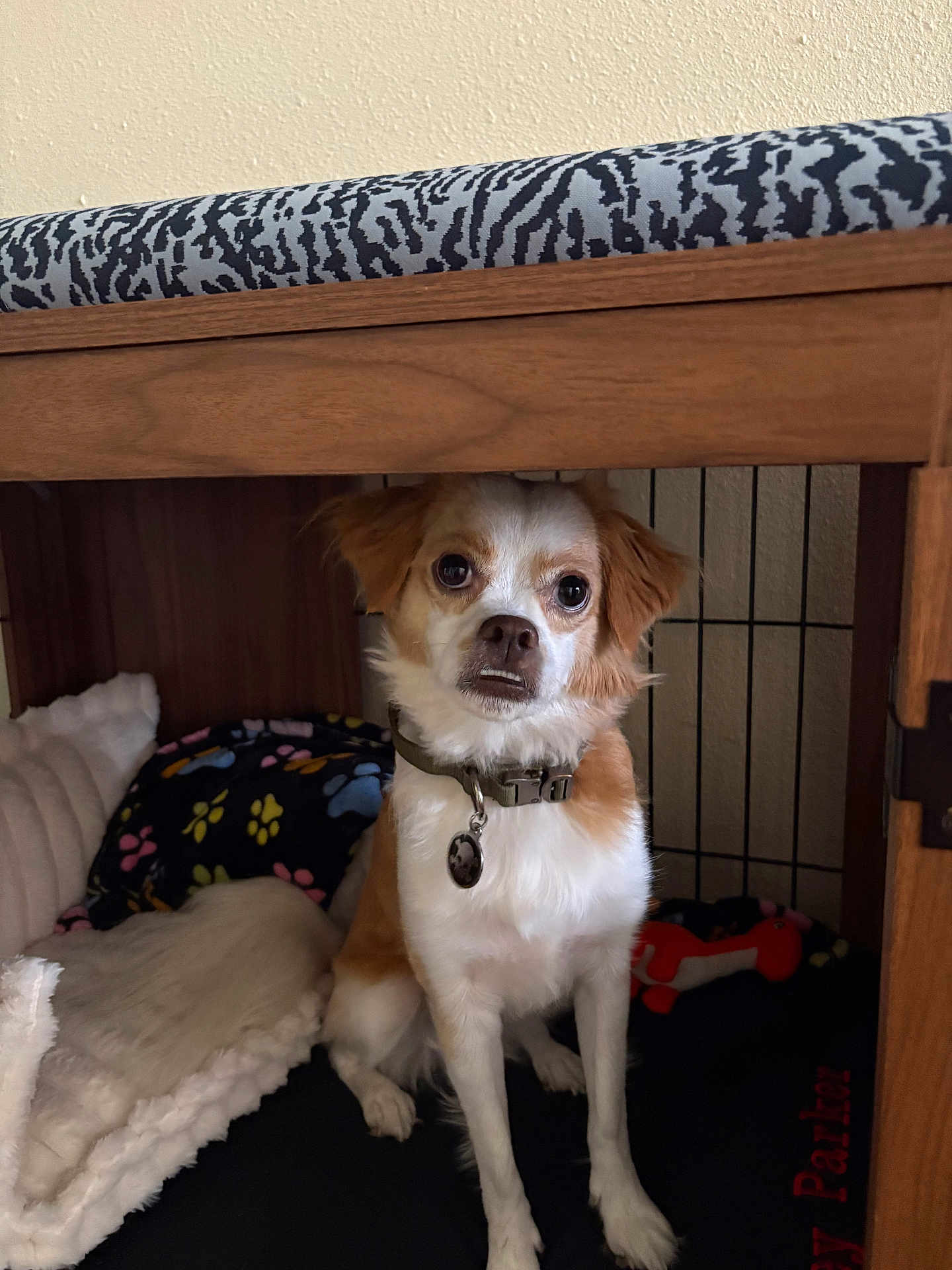 Petey Parker joined the competition — help win amazing prizes! dog, crate, blanket, paw_print, toy, wooden_furniture, indoor, pet, collar, fur, brown_and_white, sitting, curious, cozy, cage, home, animal, cute, small_dog, resting_place