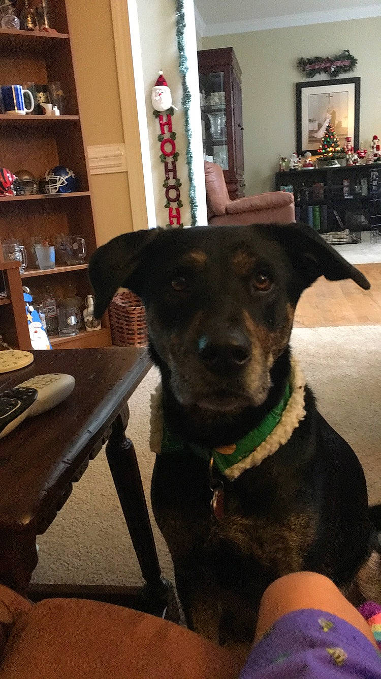 Shelby joined the competition — help win amazing prizes! canidae, carnivore, dog, dog_breed, formosan_mountain_dog, labrador_retriever, patterdale_terrier, snout, sporting_group