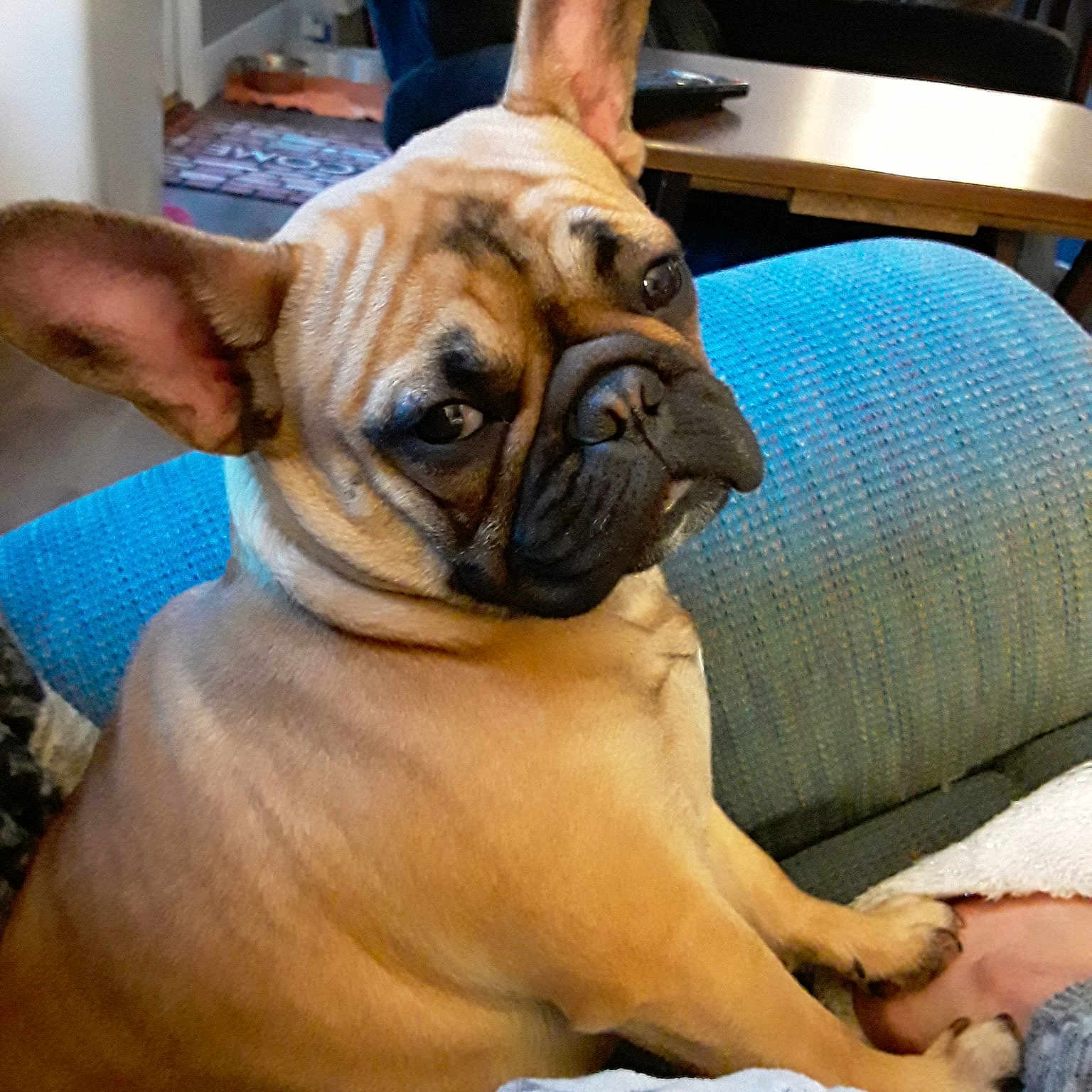 Mazikeen joined the competition — help win amazing prizes! bulldog, bullmastiff, canidae, carnivore, companion_dog, dog, dog_breed, fawn, french_bulldog, mammal, non_sporting_group, old_english_bulldog, pug, puppy_love, skin, snout, vertebrate, wrinkle