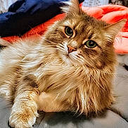 Luna joined the competition — help win amazing prizes! cat, fluffy, green_eyes, pet, indoor, bed, blanket, relaxed, feline, animal, cute, whiskers, fur, closeup, portrait, cozy, resting, domestic, soft, cute_pet
