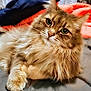 cat, fluffy, green_eyes, pet, indoor, bed, blanket, relaxed, feline, animal, cute, whiskers, fur, closeup, portrait, cozy, resting, domestic, soft, cute_pet