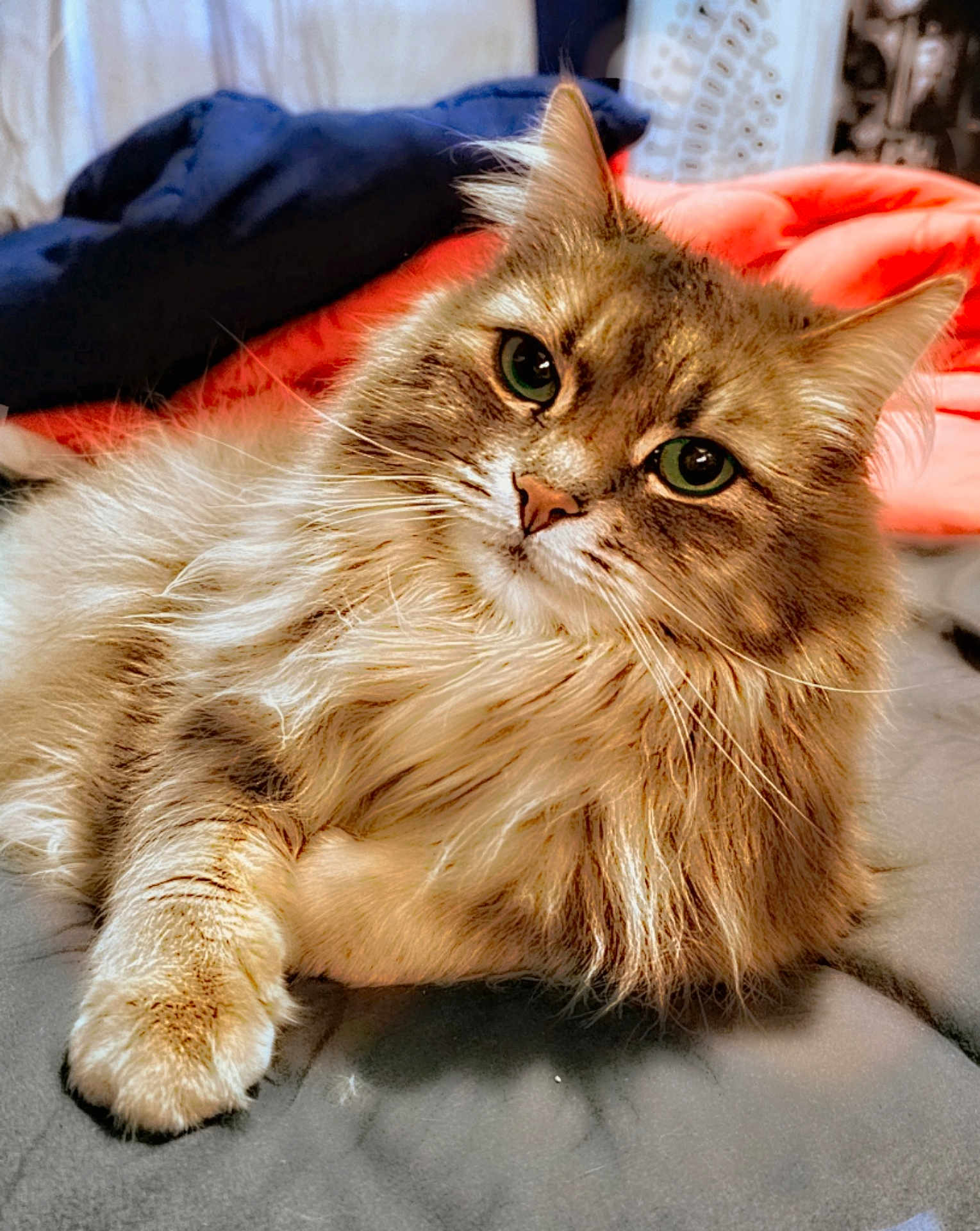 Luna joined the competition — help win amazing prizes! cat, fluffy, green_eyes, pet, indoor, bed, blanket, relaxed, feline, animal, cute, whiskers, fur, closeup, portrait, cozy, resting, domestic, soft, cute_pet