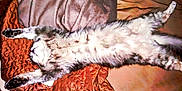 Luna is registered to the contest to win money with this photo: cat, fluffy, lying_down, stretched_out, relaxed, indoor, blanket, quilted, sleeping, pet, feline, cozy, fur, paws, animal, resting, cute, soft, domestic_animal, comfortable