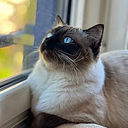Lélu a rejoint le concours — aidez-le/la à gagner de superbes lots ! cat, siamese_cat, blue_eyes, window, indoor, pet, animal, feline, whiskers, fur, resting, cozy, soft_light, close_up, portrait, looking_up, domestic_cat, relaxed, cute, home