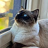 cat, siamese_cat, blue_eyes, window, indoor, pet, animal, feline, whiskers, fur, resting, cozy, soft_light, close_up, portrait, looking_up, domestic_cat, relaxed, cute, home