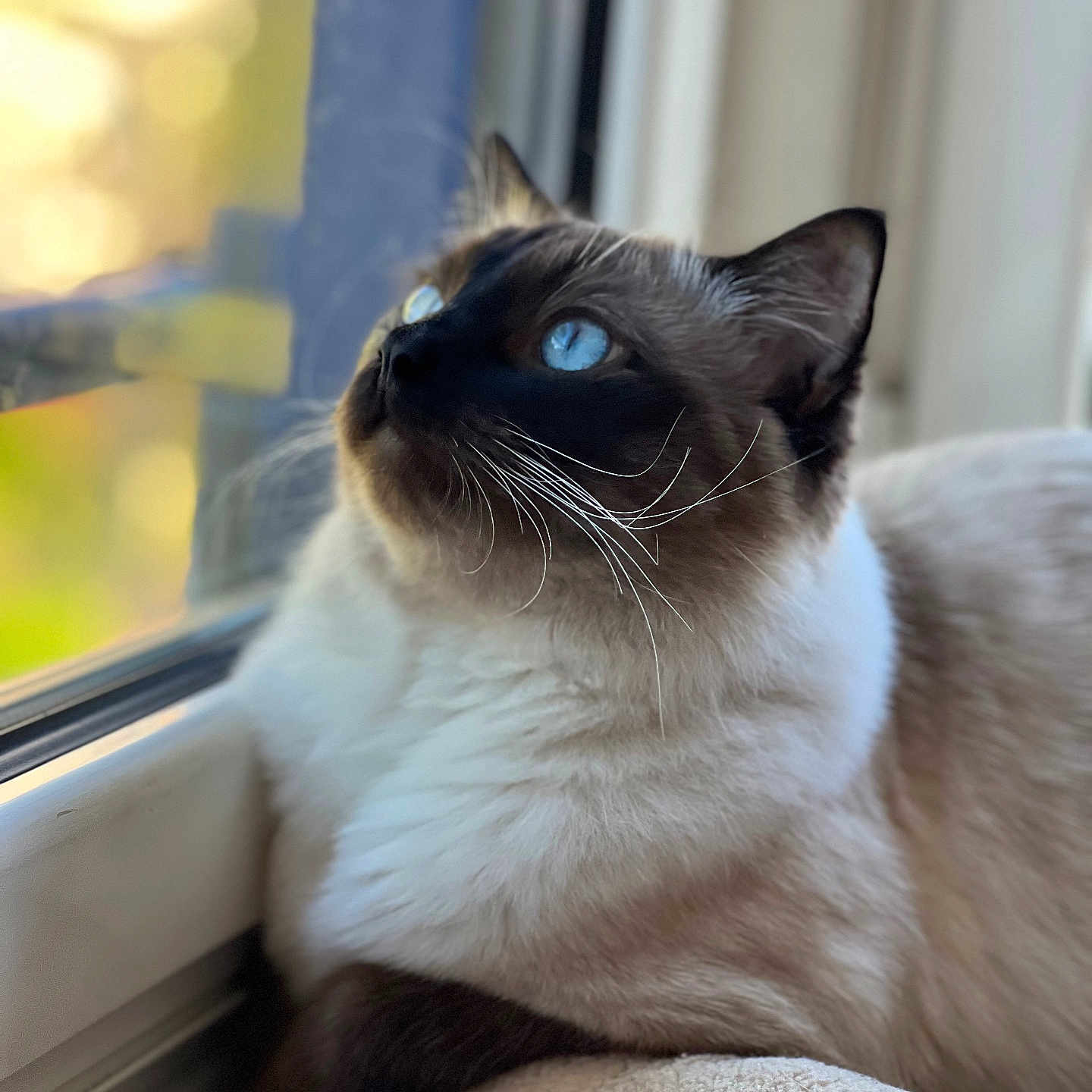 Lélu