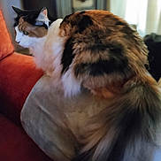 Dorey Doodlebug is registered to the contest to win money with this photo: cat, calico, fluffy, cushion, couch, indoor, pet, feline, fur, tail, side_view, domestic_animal, relaxed, household, mammal, whiskers, ears, seated, cozy, living_room