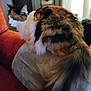 cat, calico, fluffy, cushion, couch, indoor, pet, feline, fur, tail, side_view, domestic_animal, relaxed, household, mammal, whiskers, ears, seated, cozy, living_room