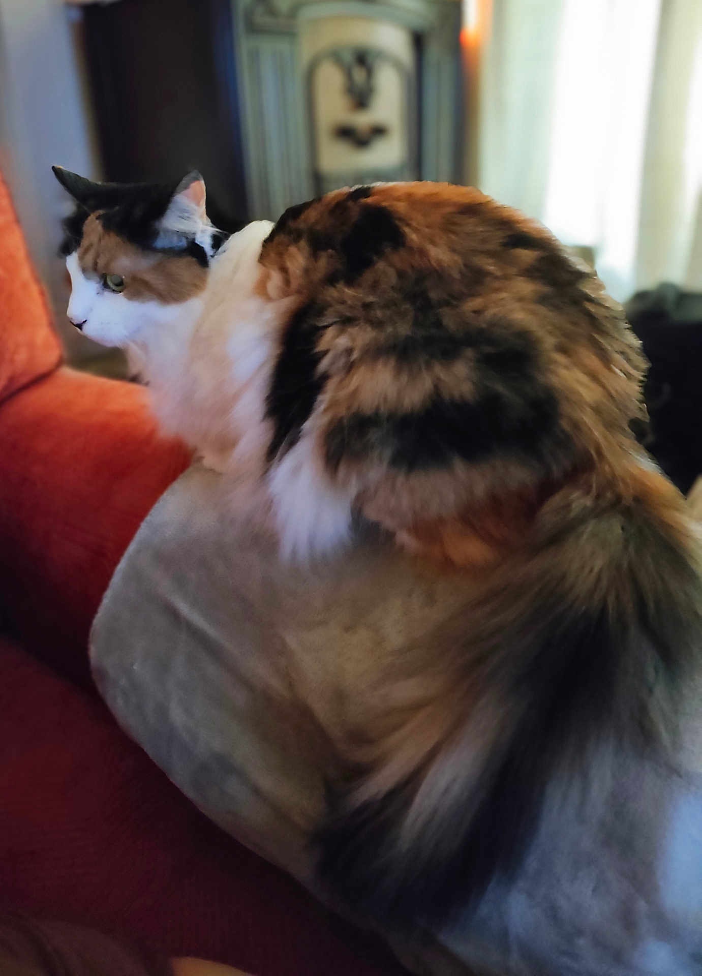 Dorey Doodlebug is registered to the contest to win money with this photo: cat, calico, fluffy, cushion, couch, indoor, pet, feline, fur, tail, side_view, domestic_animal, relaxed, household, mammal, whiskers, ears, seated, cozy, living_room