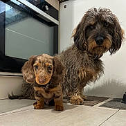 Spirou Et Vegas participe au concours pour gagner de l'argent avec cette photo : dog, puppy, kitchen, floor, oven, pet, animal, cute, curious, brown, small_dog, large_dog, fur, indoor, tile_floor, companion, domestic, portrait, pet_bowl, mats