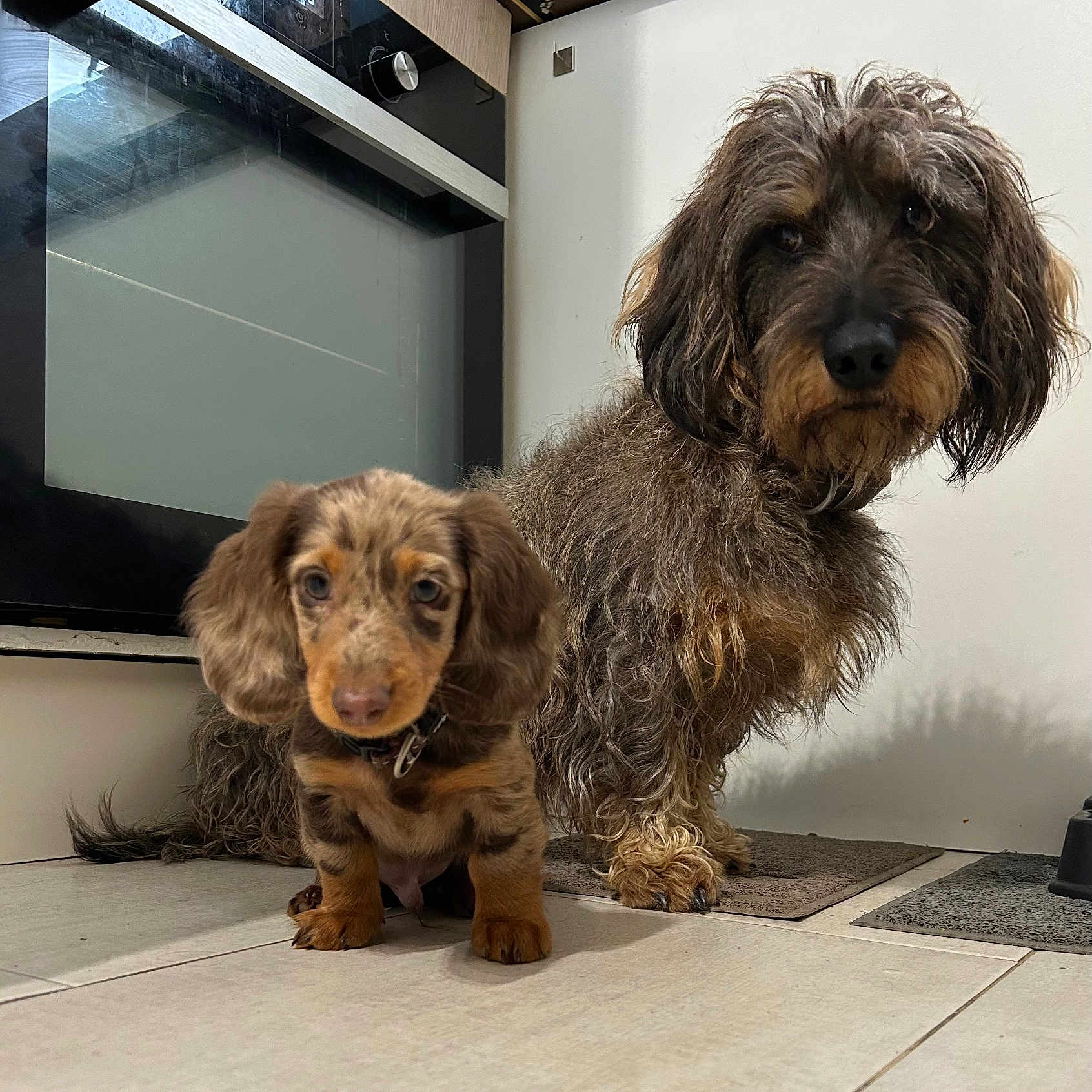 Spirou Et Vegas participe au concours pour gagner de l'argent avec cette photo : animal, brown, companion, curious, cute, dog, domestic, floor, fur, indoor, kitchen, large_dog, mats, oven, pet, pet_bowl, portrait, puppy, small_dog, tile_floor