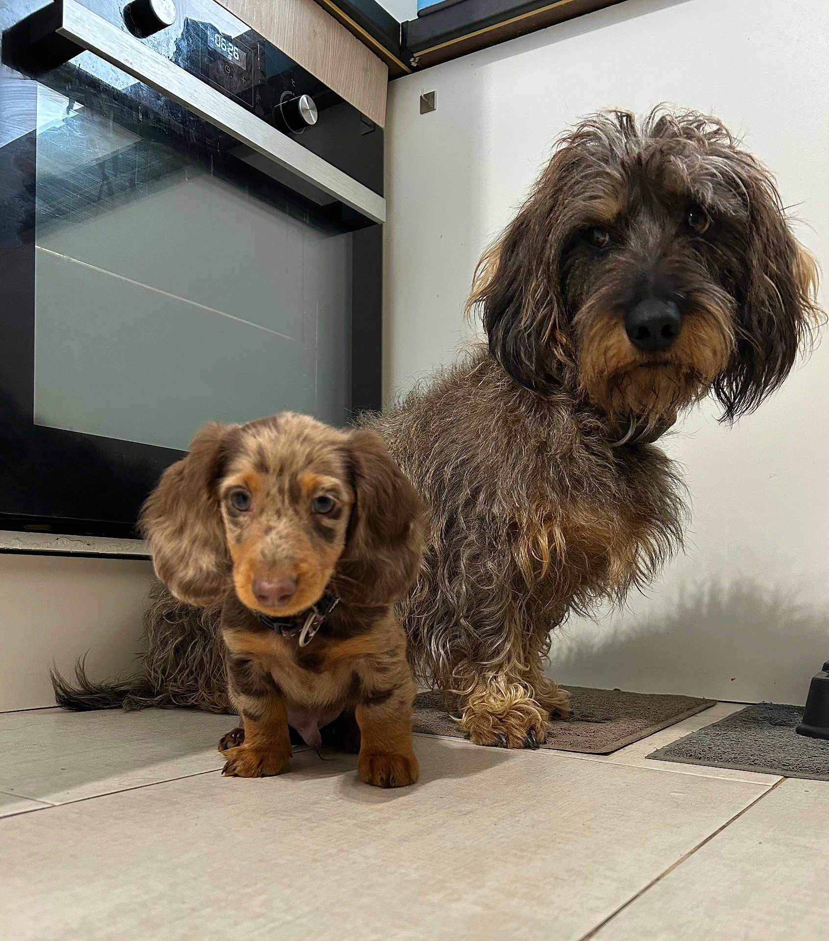 Spirou Et Vegas participe au concours pour gagner de l'argent avec cette photo : dog, puppy, kitchen, floor, oven, pet, animal, cute, curious, brown, small_dog, large_dog, fur, indoor, tile_floor, companion, domestic, portrait, pet_bowl, mats