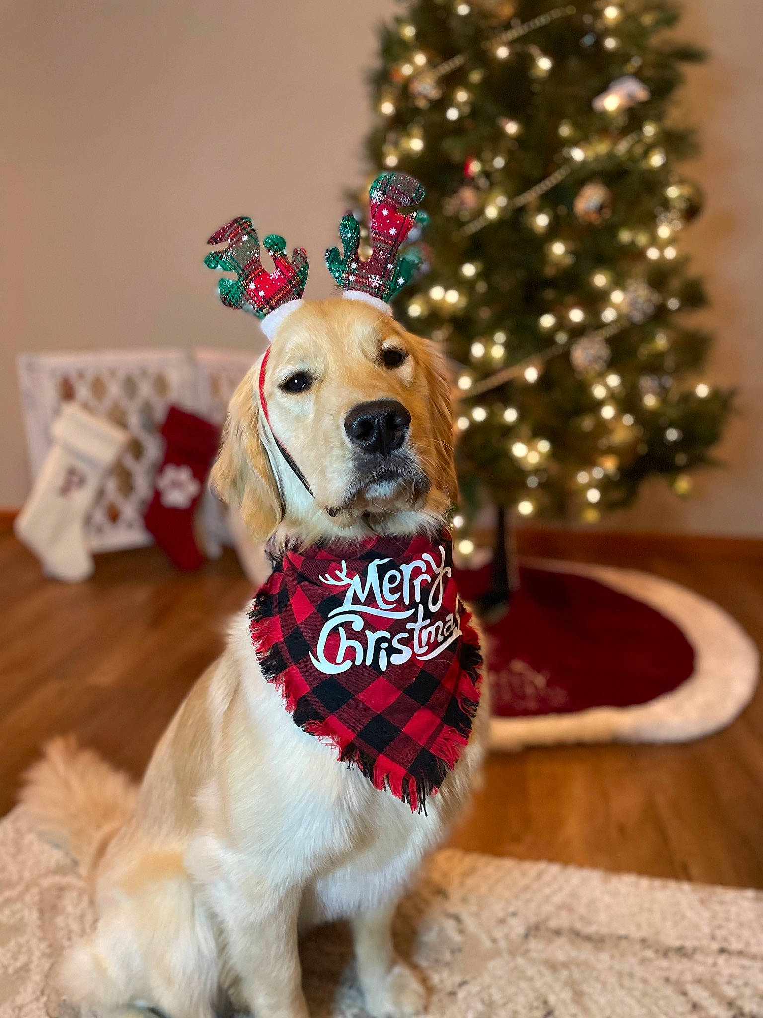 Zola joined the competition — help win amazing prizes! carnivore, christmas, christmas_decoration, christmas_ornament, christmas_tree, collar, companion_dog, dog, dog_breed, dog_clothes, dog_supply, event, evergreen, fawn, holiday, holiday_ornament, ornament, pet_supply, snout, sporting_group