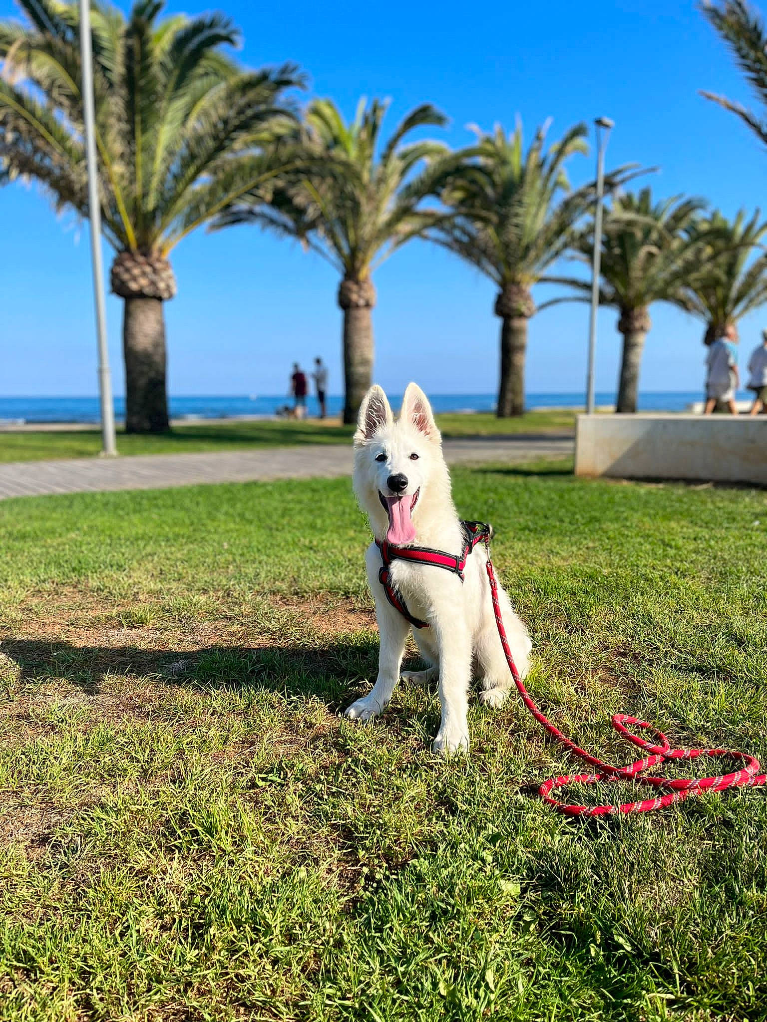 Twixy a rejoint le concours — aidez-le/la à gagner de superbes lots ! arecales, carnivore, collar, companion_dog, dog, dog_breed, fawn, grass, grassland, lawn, leash, leisure, palm_tree, people_in_nature, pet_supply, plant, sky, tree, water, working_animal